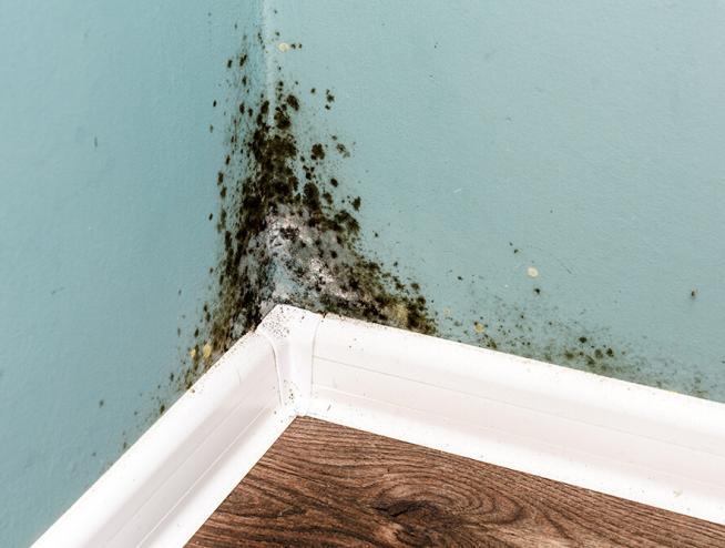 Image of dangerous mold growth in the interior corner of a home