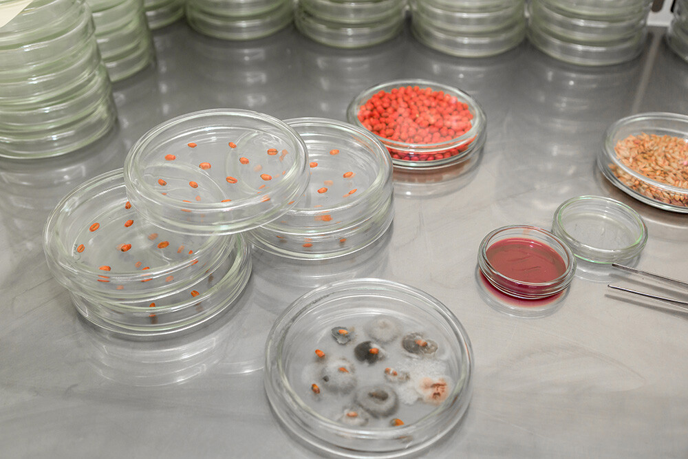 petri dishes containing mold and fungal samples for identification and classification